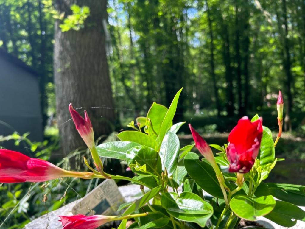 Gites Du Bois Des Perruches Saint-Vincent-des-Bois Eksteriør billede