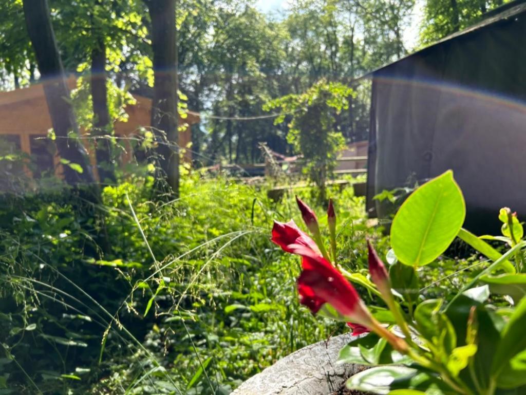 Gites Du Bois Des Perruches Saint-Vincent-des-Bois Eksteriør billede