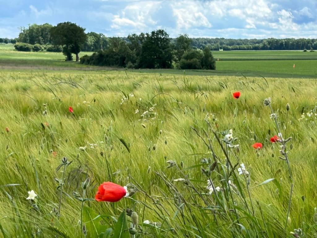 Gites Du Bois Des Perruches Saint-Vincent-des-Bois Eksteriør billede